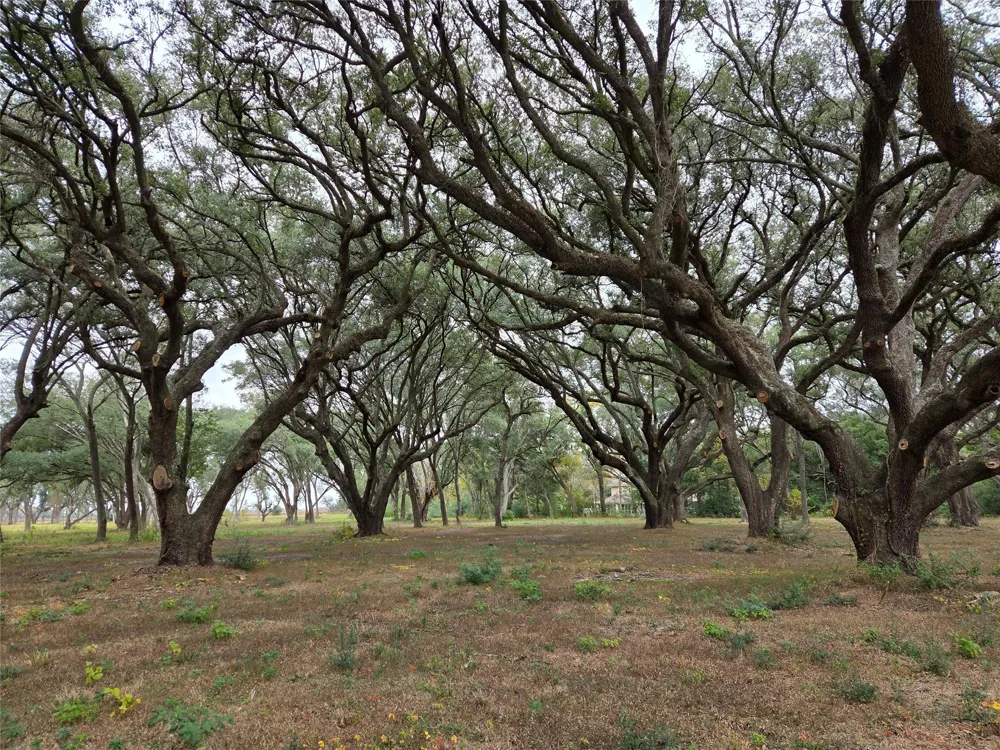 Runneburg Road Crosby, TX 77532