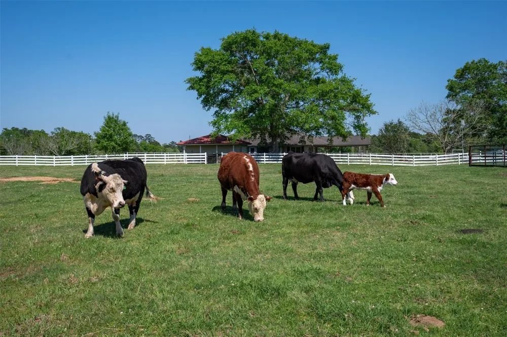 219 County Road 4800 Warren, TX 77664