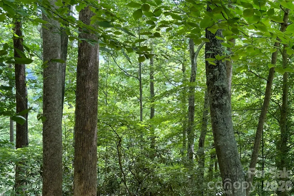 Lot #160 Hunnicut Mountain Road Marion, NC 28752