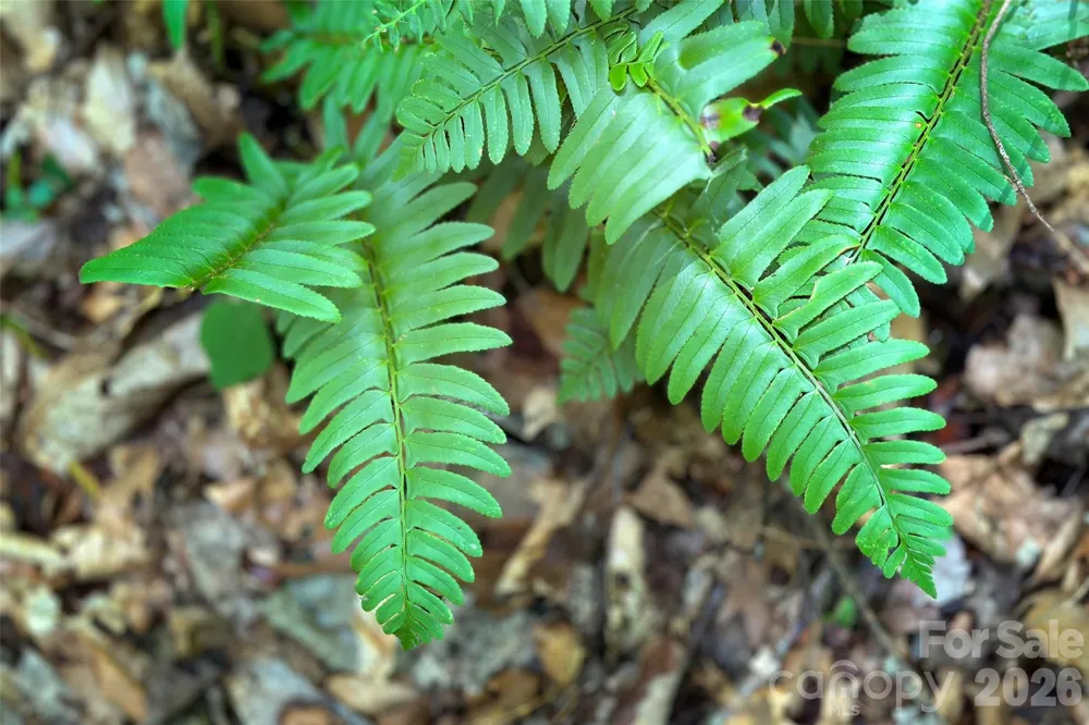 Lot #160 Hunnicut Mountain Road Marion, NC 28752