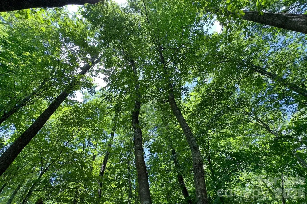Lot #160 Hunnicut Mountain Road Marion, NC 28752