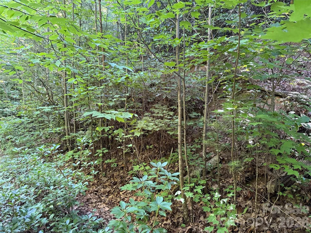 TBD Casey Mountain Road #222 Purlear, NC 28665
