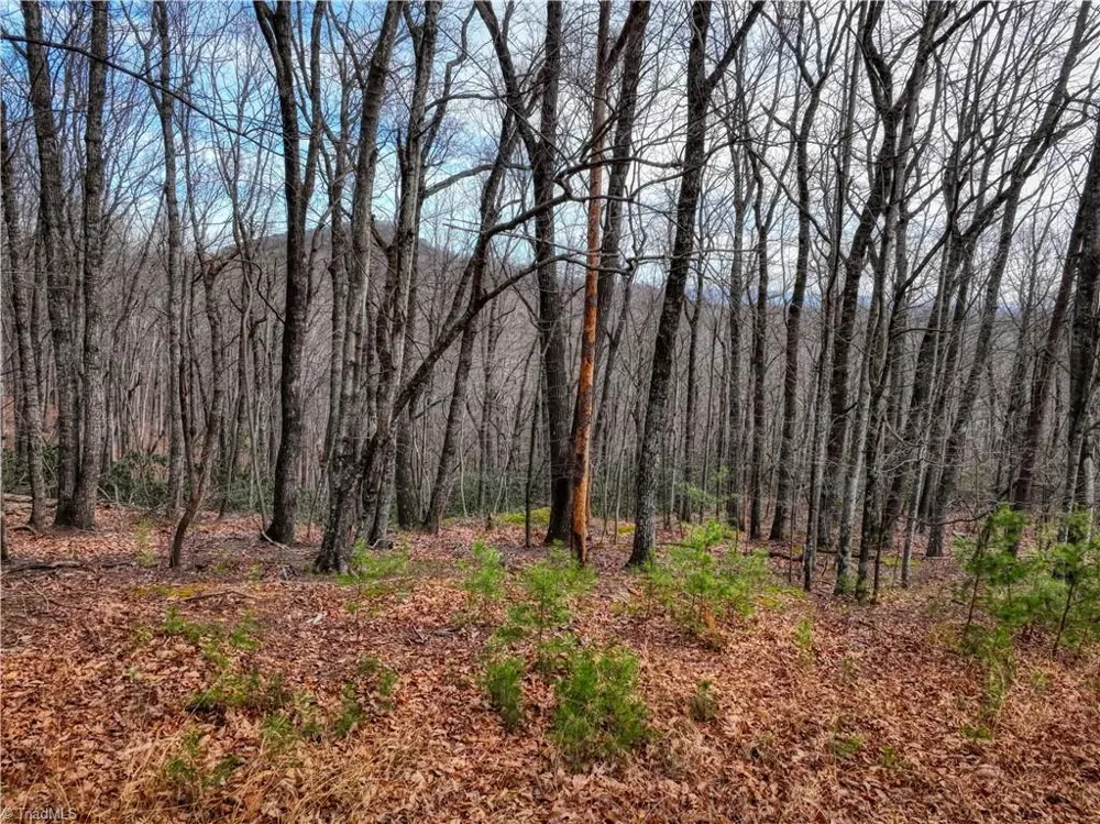TBD Ivy Green Trail Lowgap, NC 27024