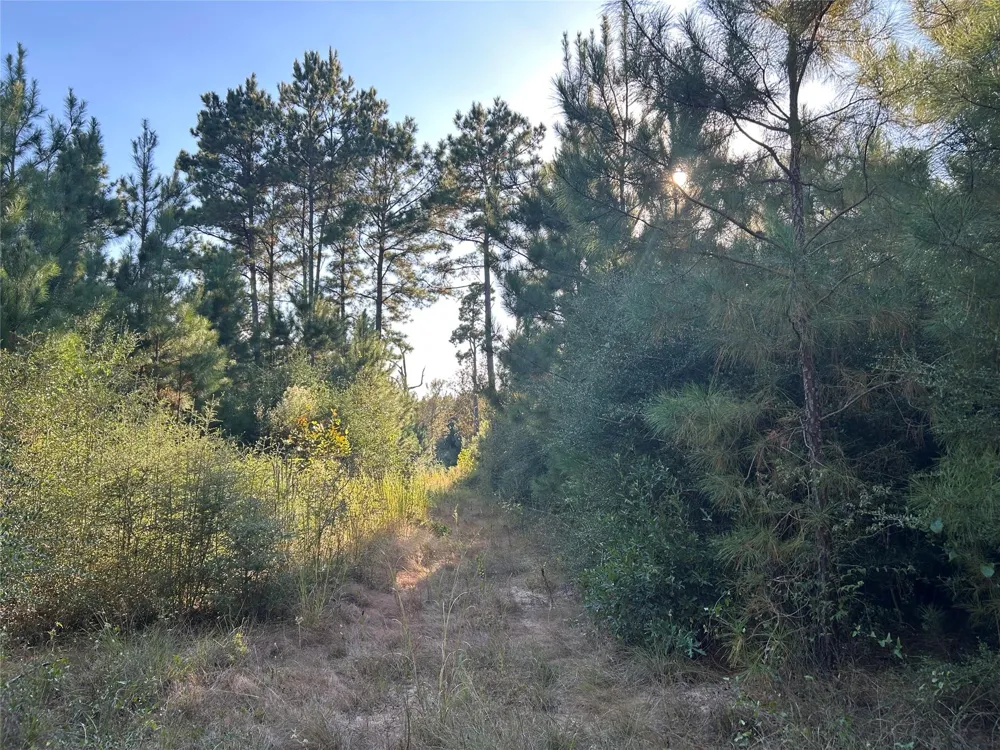 11 Fm 230 Lovelady, TX 77854