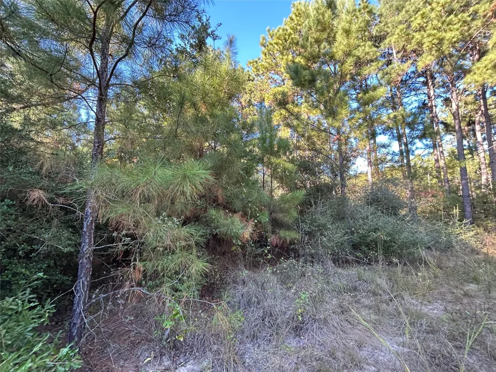 11 Fm 230 Lovelady, TX 77854