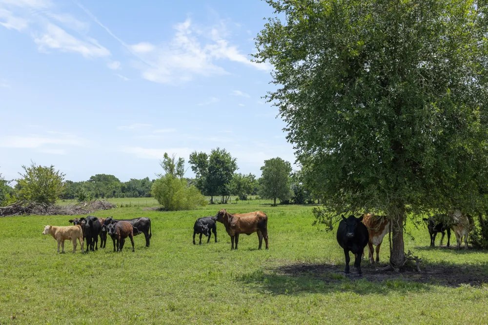 3738 Country Road 222 Anderson, TX 77830