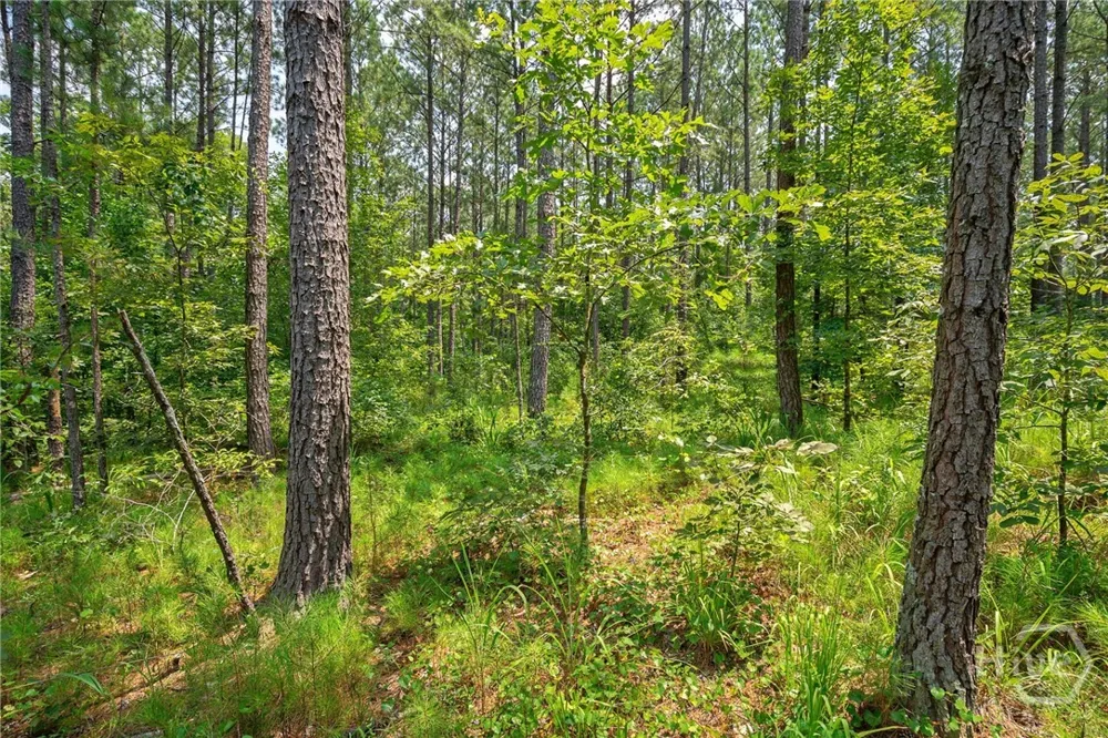 Jabez Poyner Road Carlton, GA 30627
