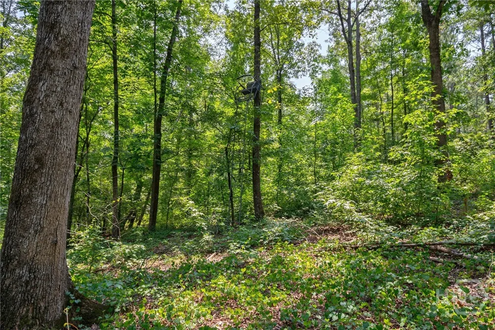 Jabez Poyner Road Carlton, GA 30627
