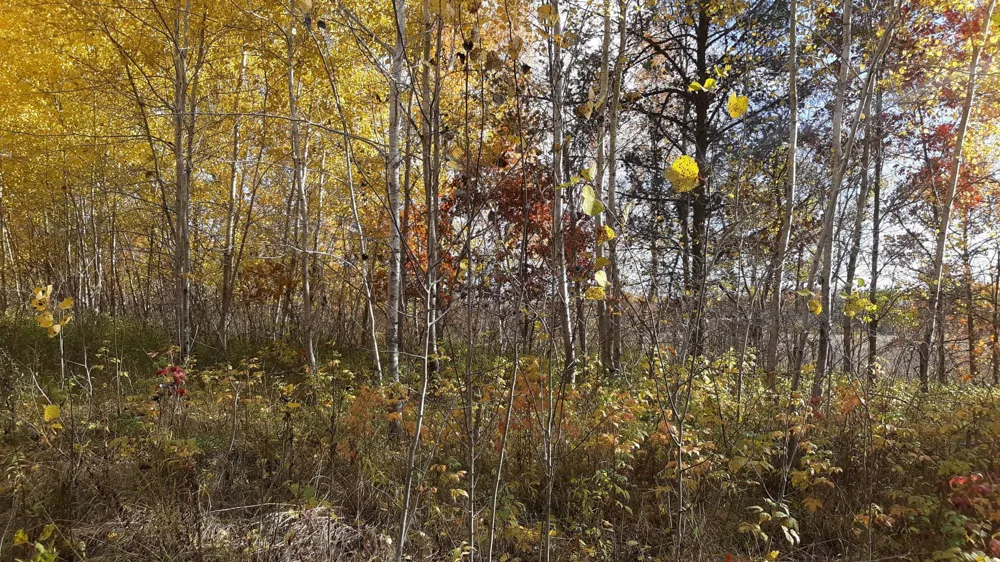 39904 Oriole Court Browerville, MN 56438