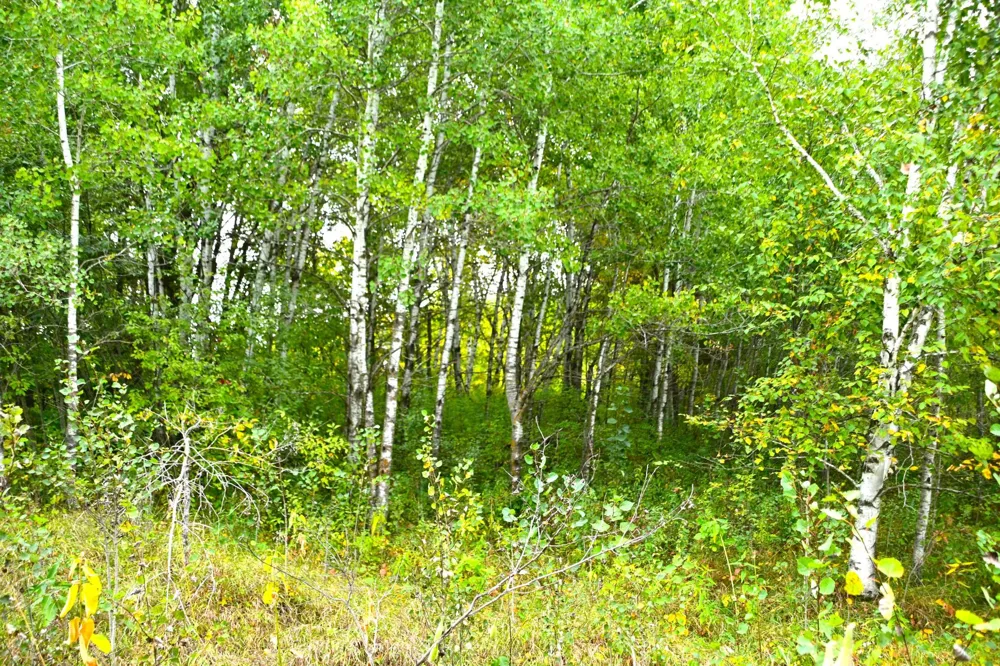 39904 Oriole Court Browerville, MN 56438