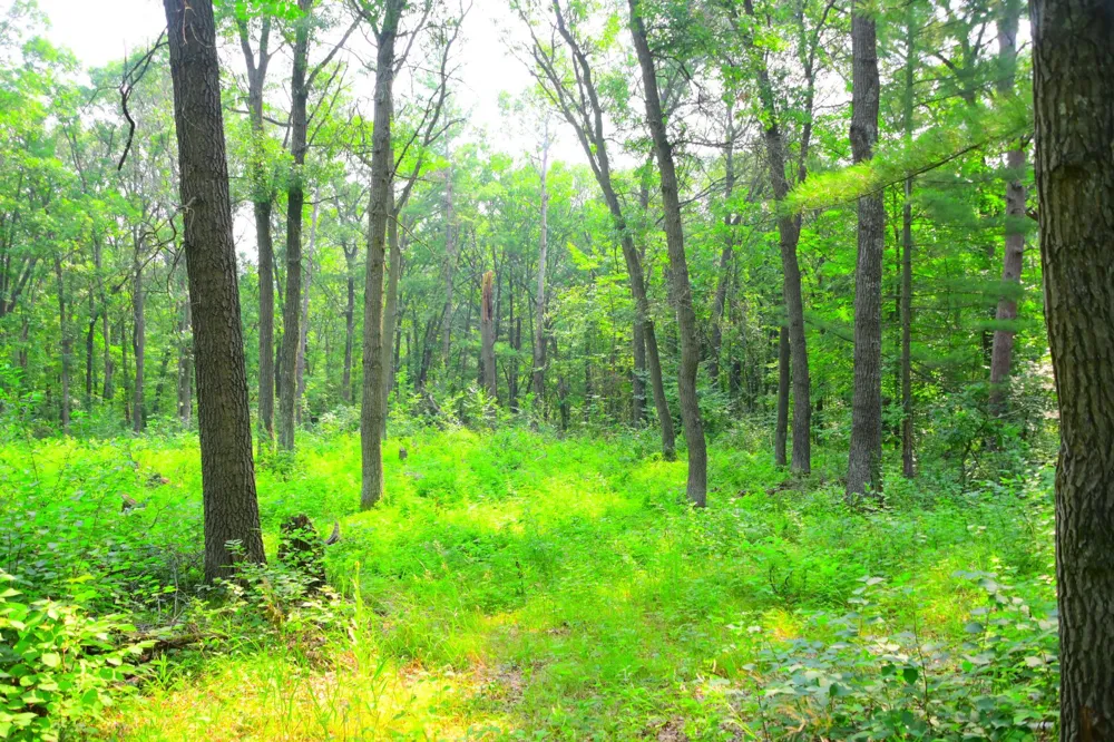 38970 Odin Court Browerville, MN 56438