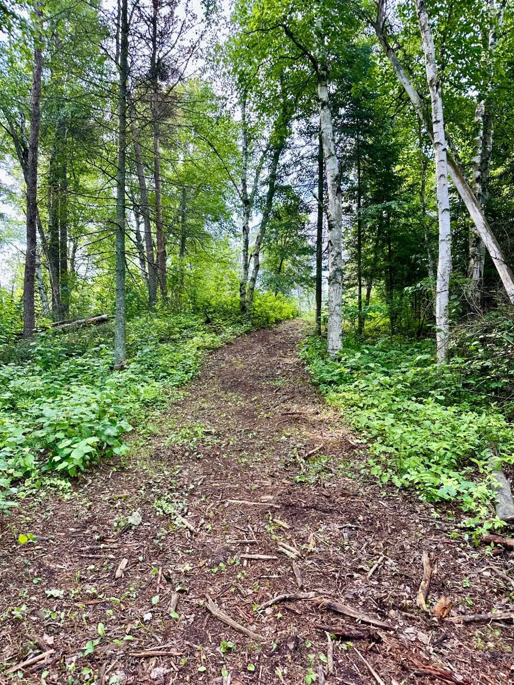 21761 Bemis Hill Forest Road Salol, MN 56756
