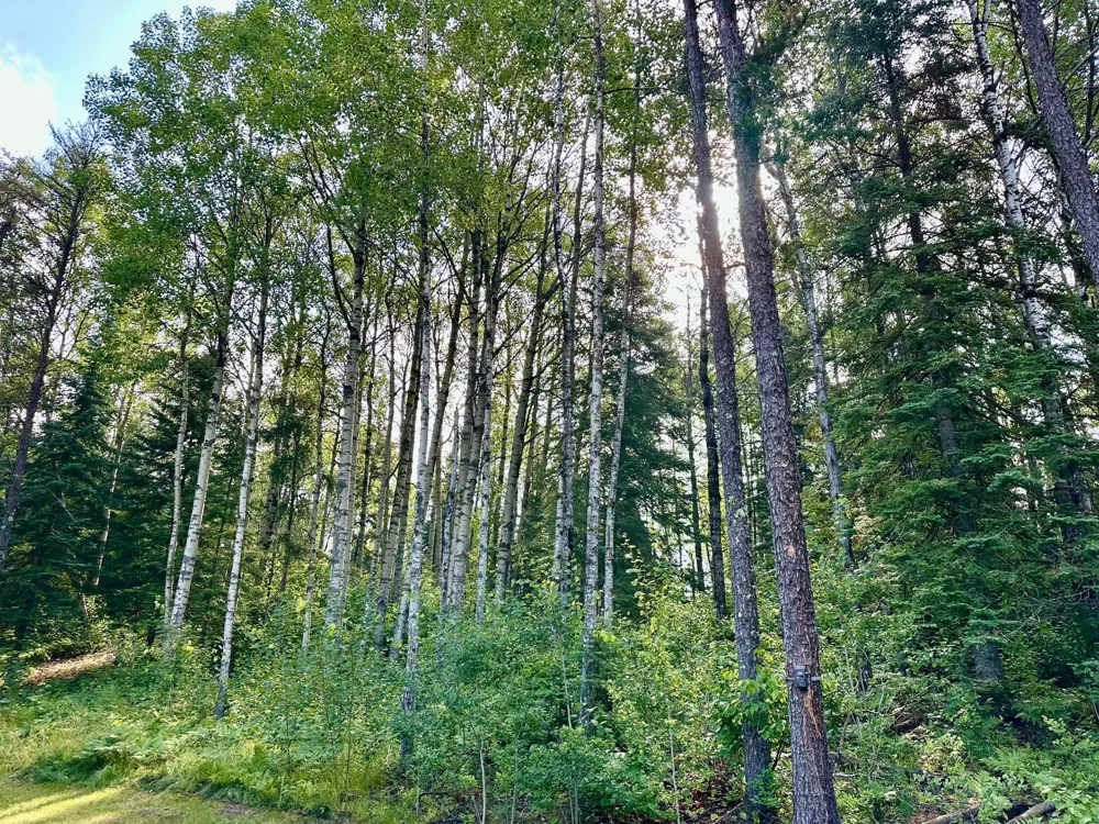 21761 Bemis Hill Forest Road Salol, MN 56756