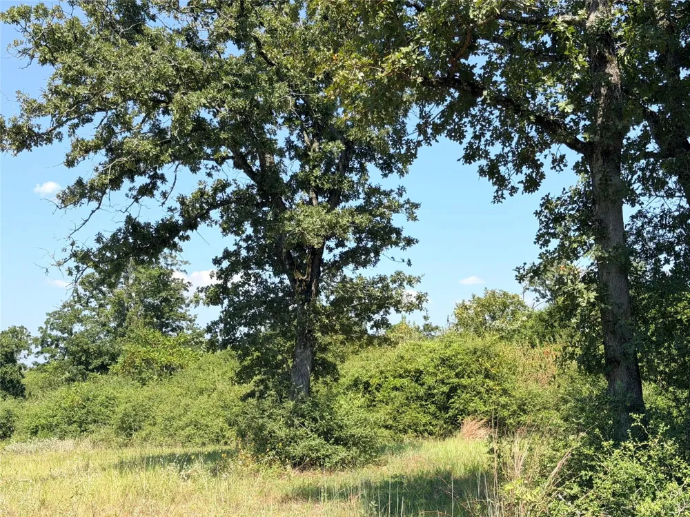 2447 Cr 261 Buffalo, TX 75831