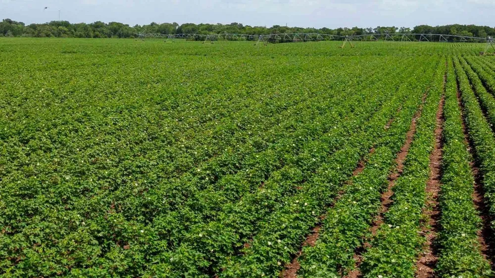 Sims Lane Lane Bryan, TX 77801