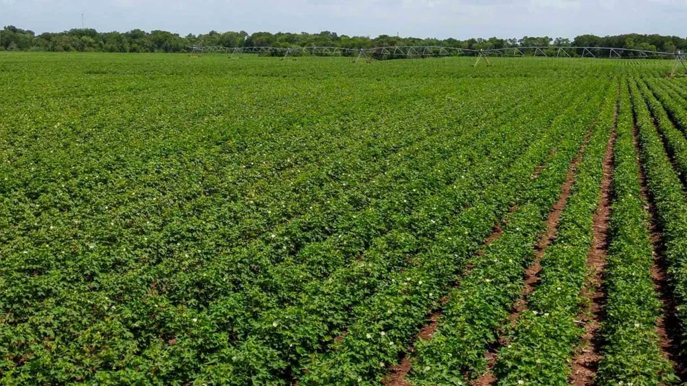 Sims Lane Lane Bryan, TX 77801