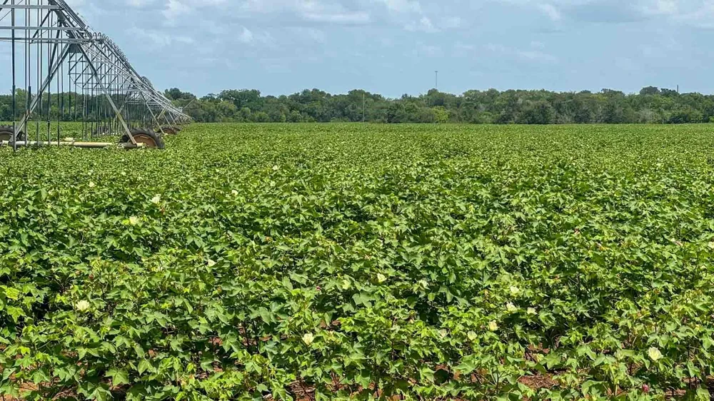 Sims Lane Lane Bryan, TX 77801