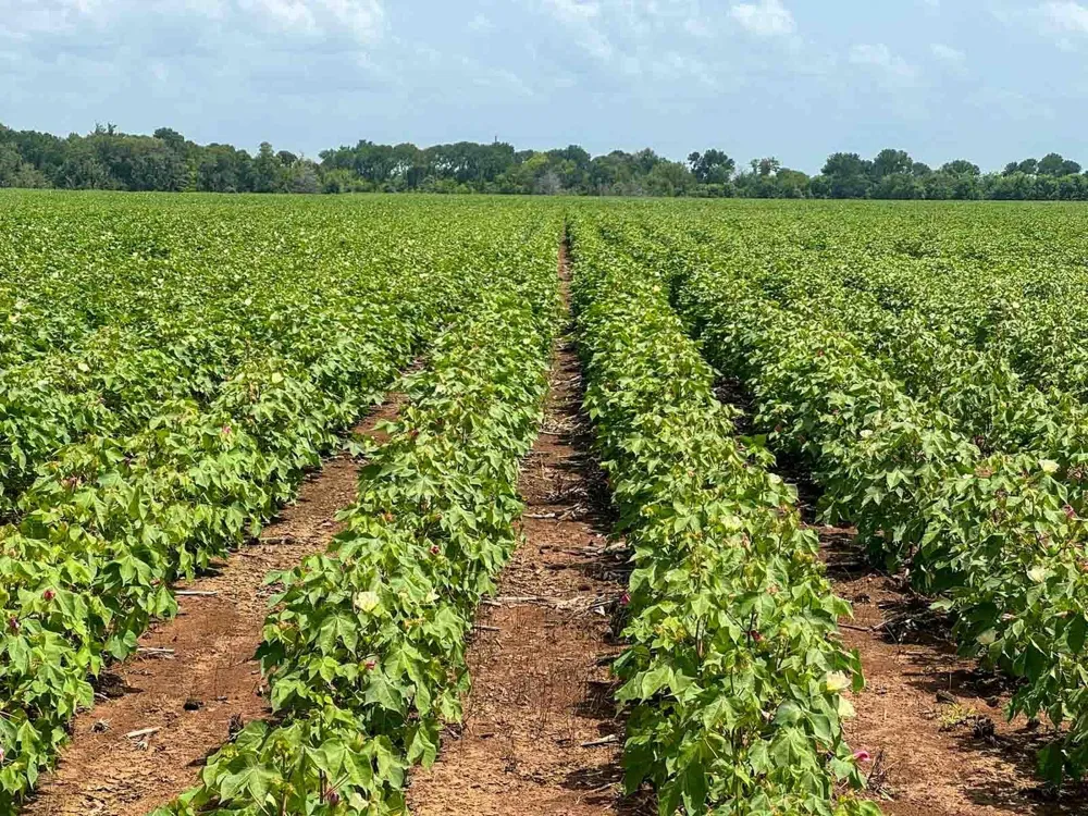 Sims Lane Lane Bryan, TX 77801