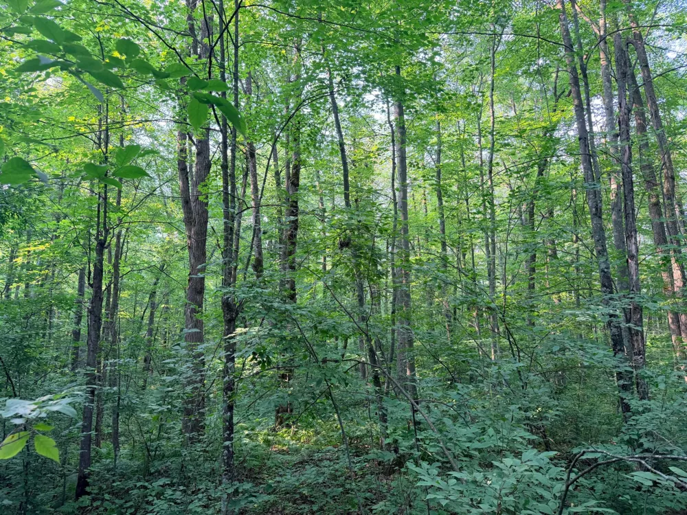 TBD Skyview Street Brook Park, MN 55007