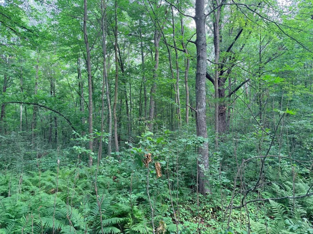 TBD Skyview Street Brook Park, MN 55007