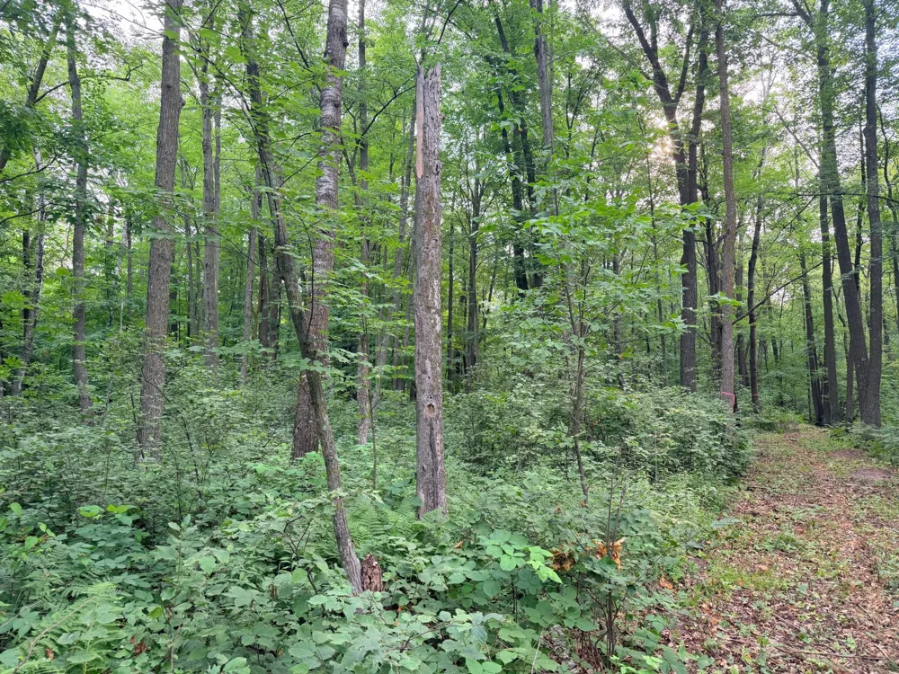 TBD Skyview Street Brook Park, MN 55007