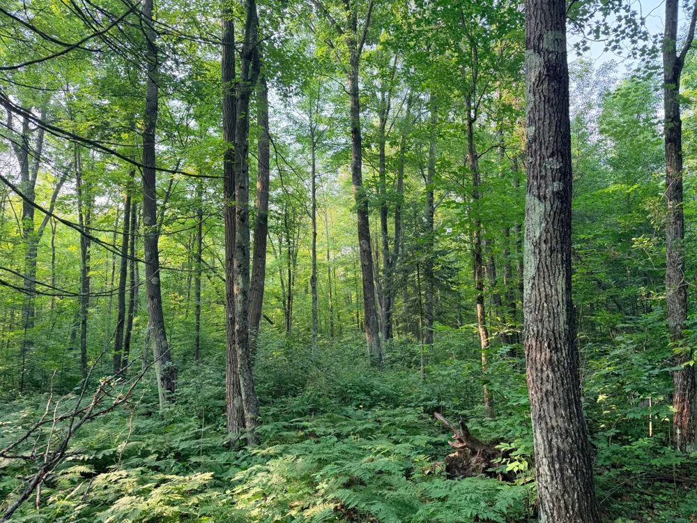 TBD Skyview Street Brook Park, MN 55007