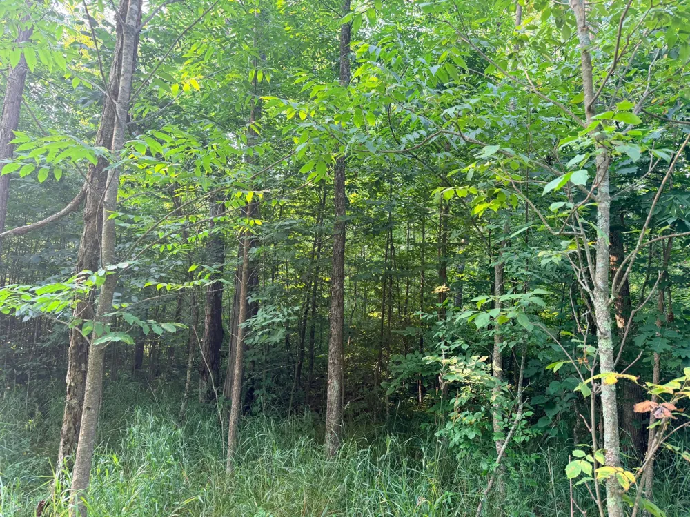 TBD Skyview Street Brook Park, MN 55007