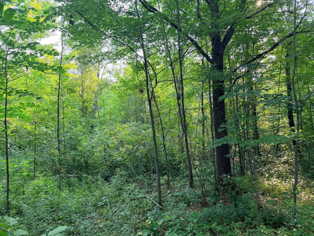 TBD Skyview Street Brook Park, MN 55007