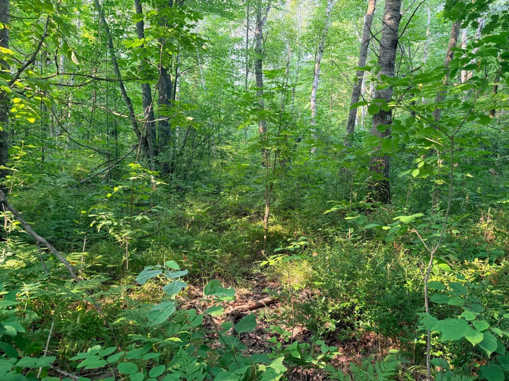 TBD Skyview Street Brook Park, MN 55007