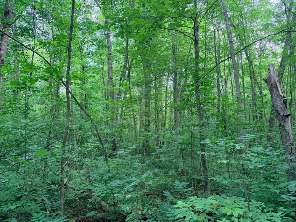 TBD Skyview Street Brook Park, MN 55007
