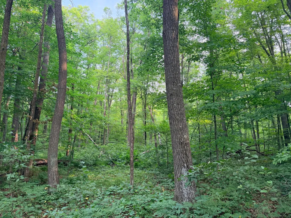 TBD Skyview Street Brook Park, MN 55007