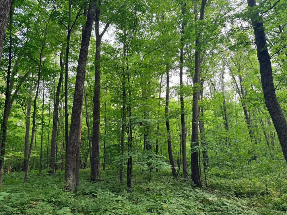 TBD Skyview Street Brook Park, MN 55007