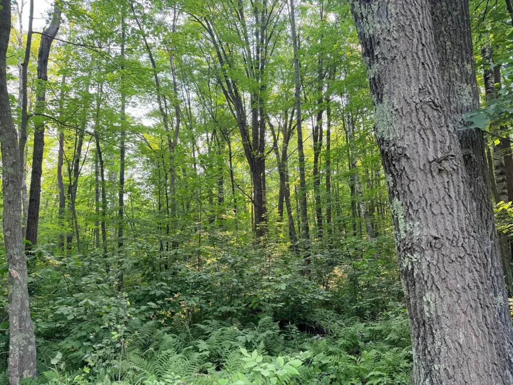 TBD Skyview Street Brook Park, MN 55007