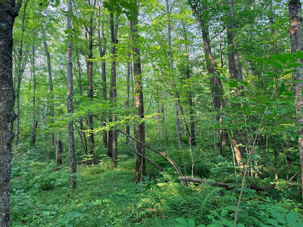 TBD Skyview Street Brook Park, MN 55007
