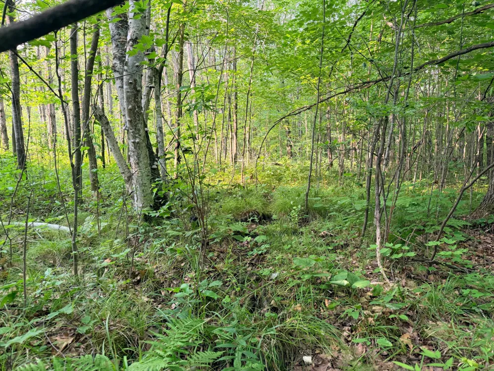 TBD Skyview Street Brook Park, MN 55007