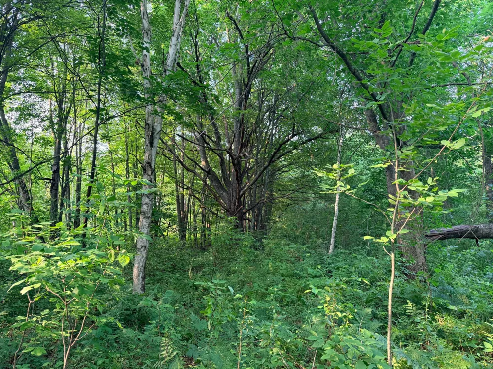 TBD Skyview Street Brook Park, MN 55007