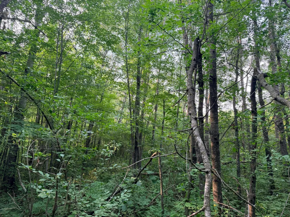 TBD Skyview Street Brook Park, MN 55007