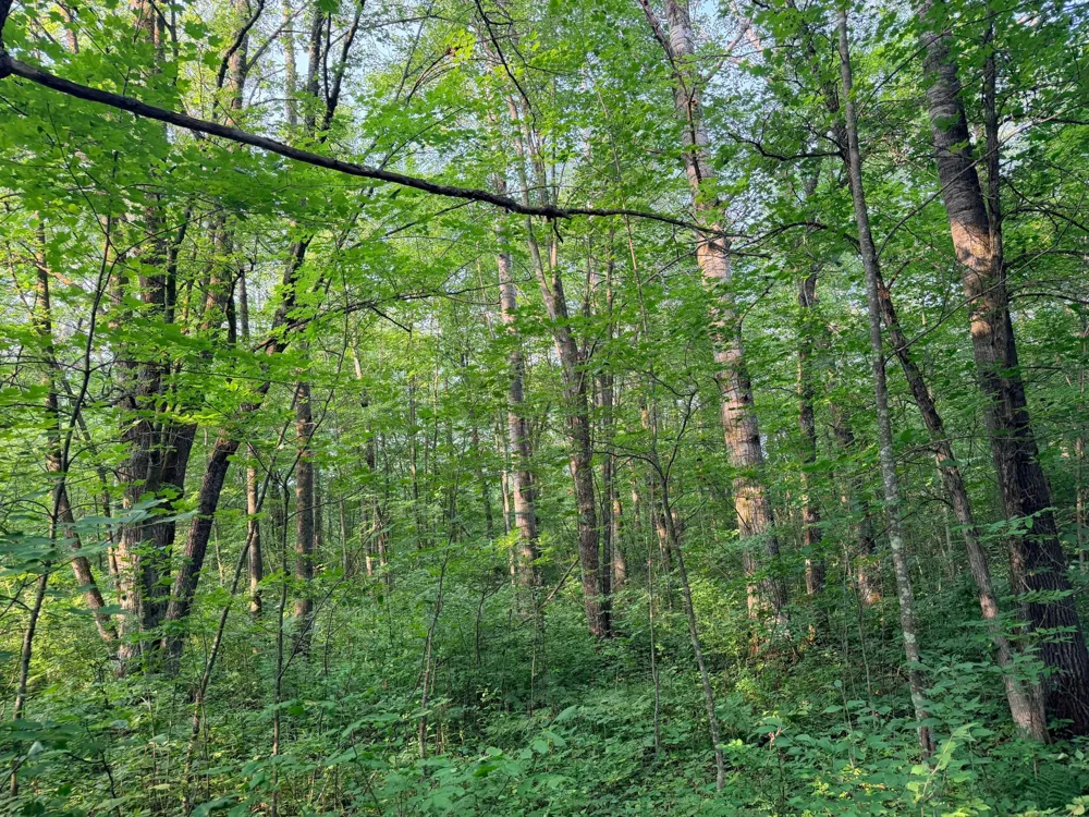 TBD Skyview Street Brook Park, MN 55007