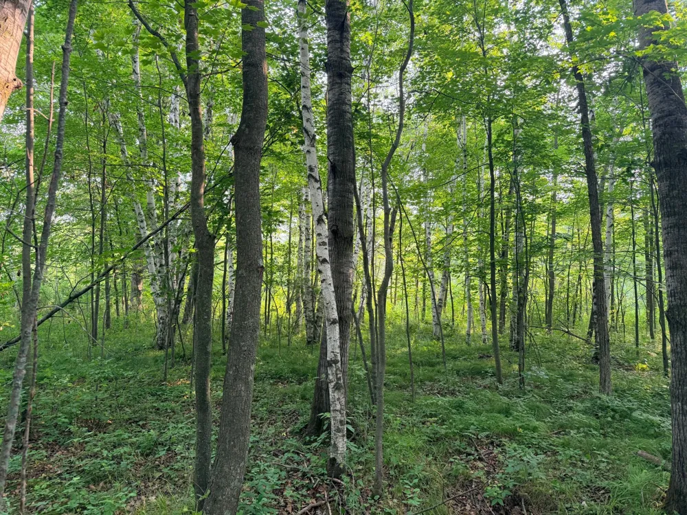TBD Skyview Street Brook Park, MN 55007