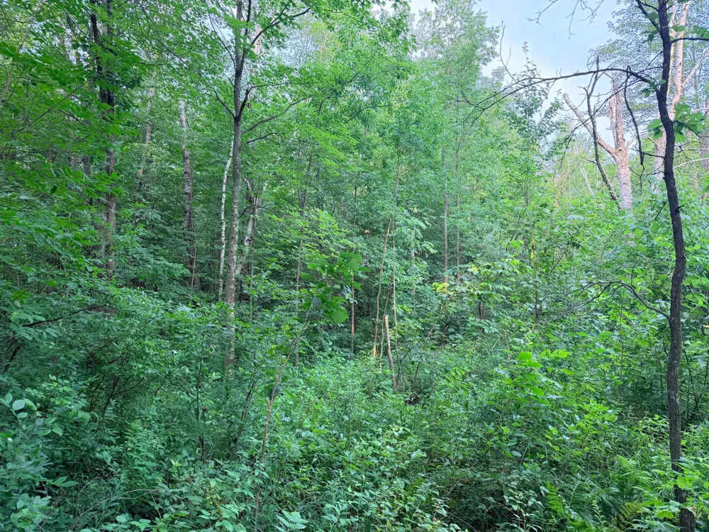 TBD Skyview Street Brook Park, MN 55007