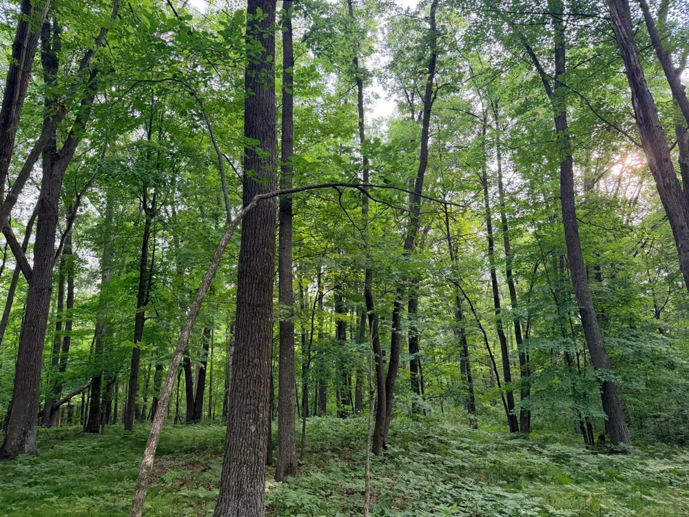 TBD Skyview Street Brook Park, MN 55007