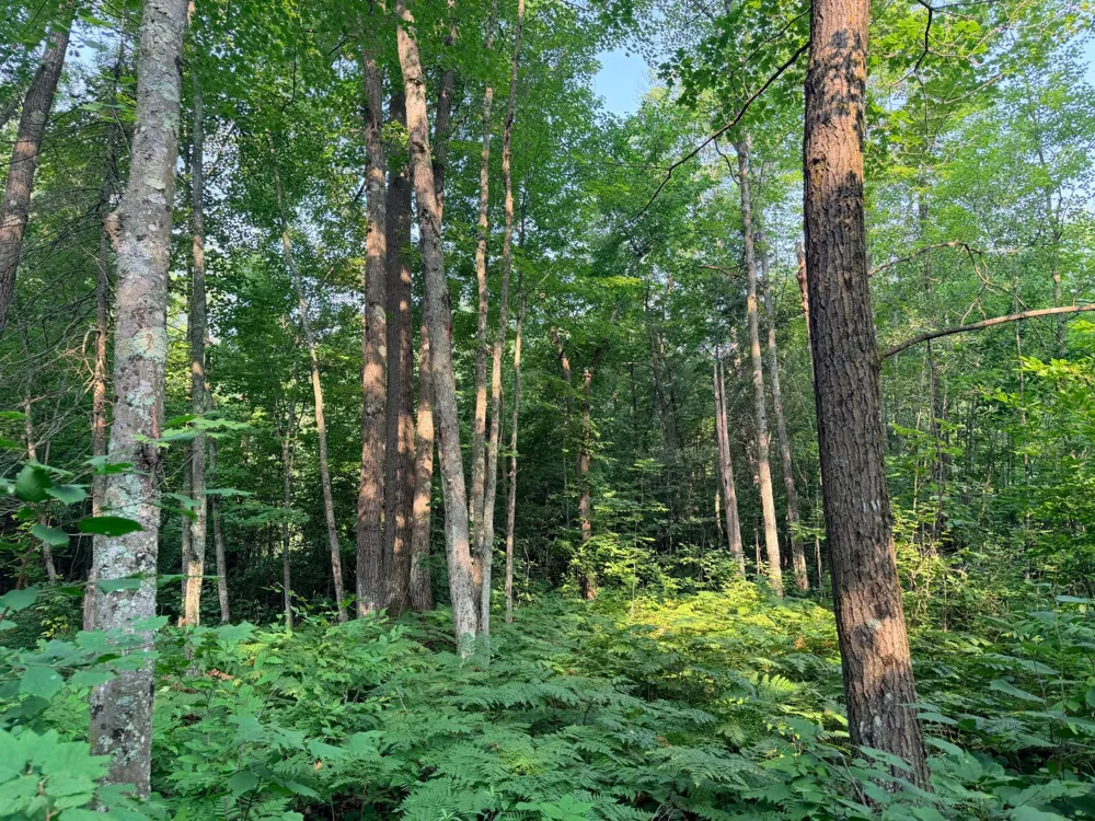 TBD Skyview Street Brook Park, MN 55007