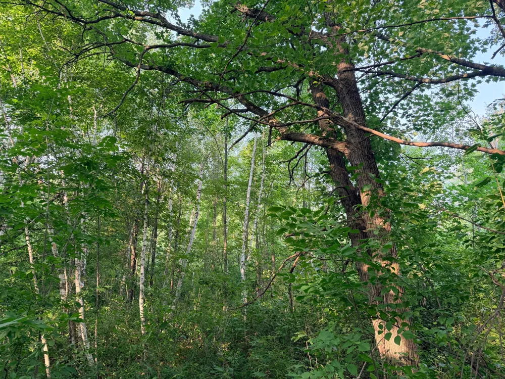 TBD Skyview Street Brook Park, MN 55007