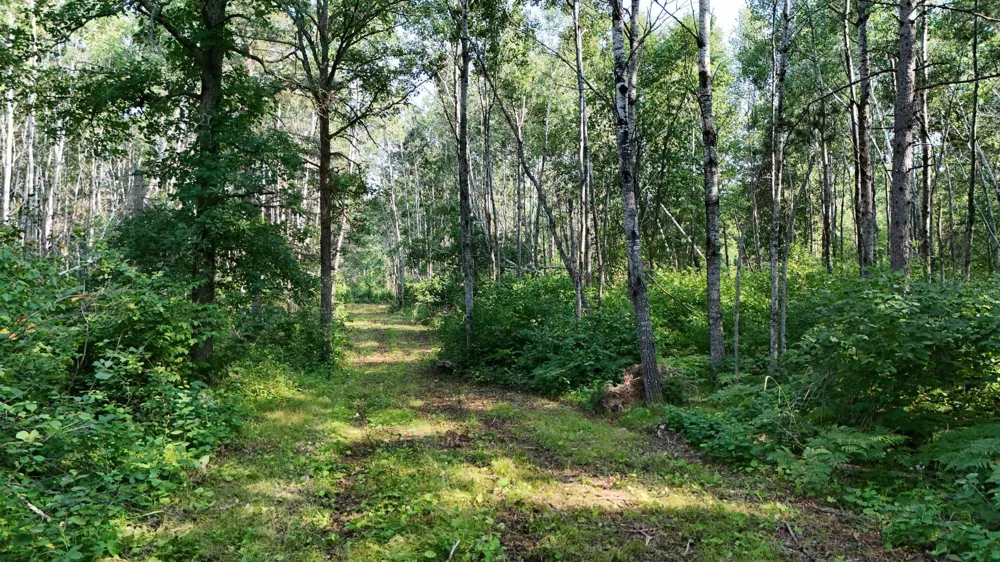 TBD Fredenburg Rd SW Solway, MN 56678