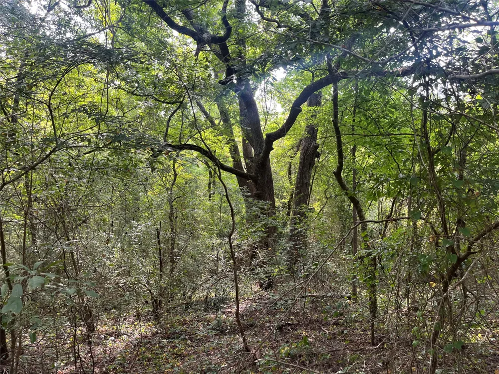 County Road 3303 Jacksonville, TX 75766