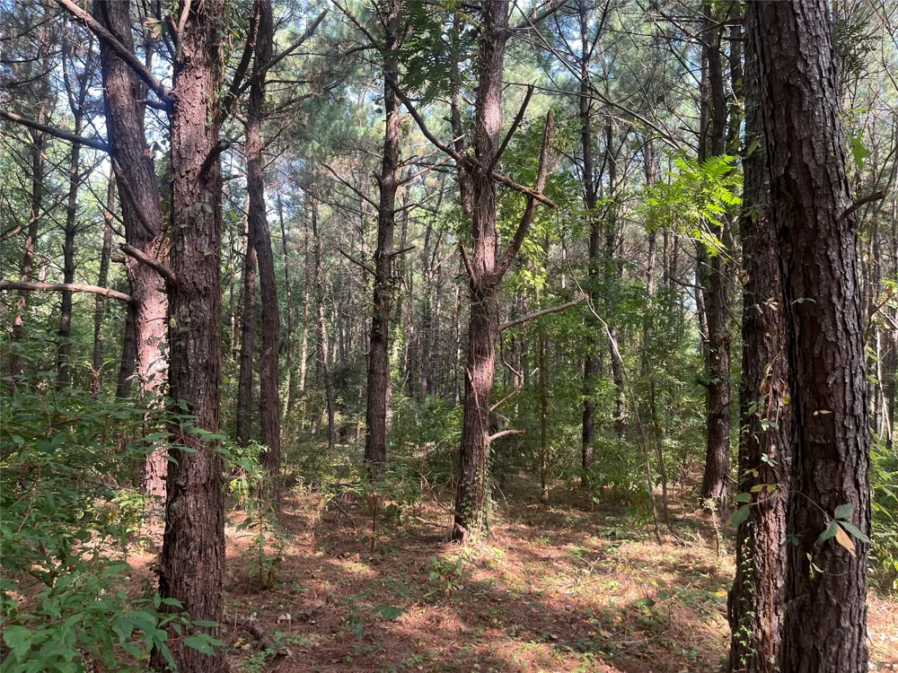 County Road 3303 Jacksonville, TX 75766