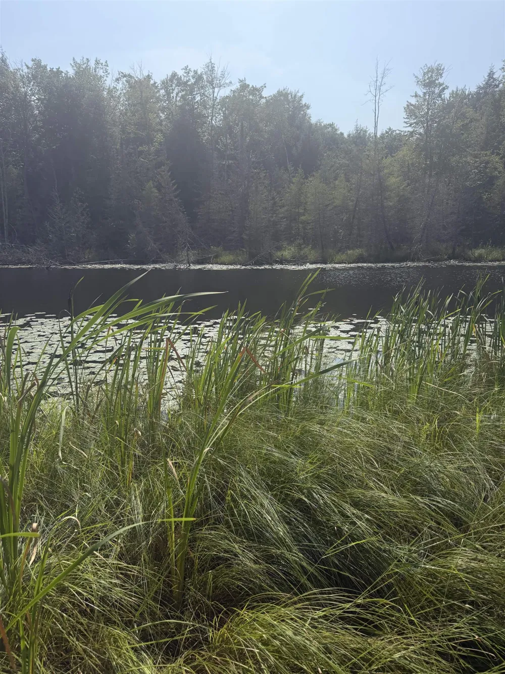 Lore Road Torch Lake Township, MI 49622