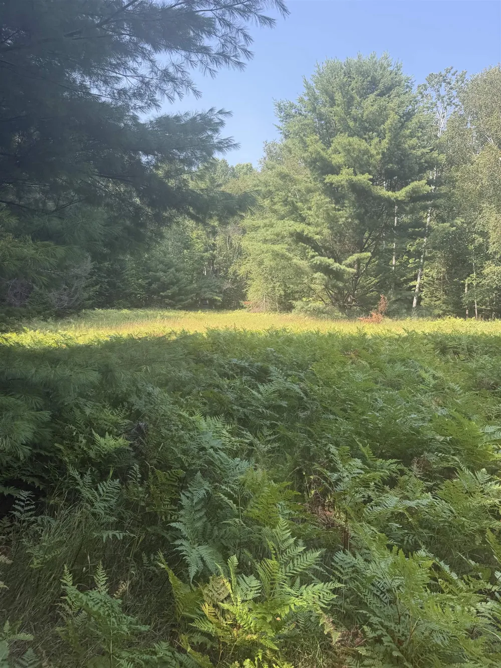 Lore Road Torch Lake Township, MI 49622