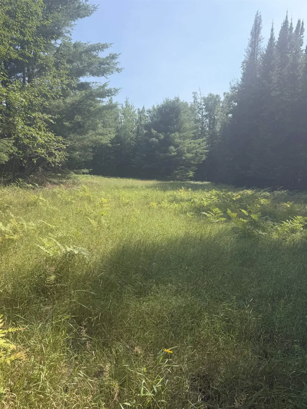 Lore Road Torch Lake Township, MI 49622