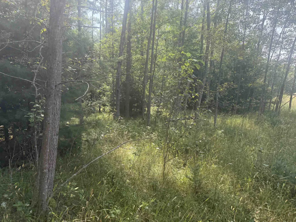 Lore Road Torch Lake Township, MI 49622